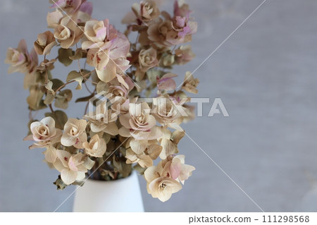 Dried flowers of Oregano Kent Beauty are placed in a white vase. The dried flowers have turned brown. Dried flowers of Oregano Kent Beauty are placed in a white vase. The dried flowers have turned brown. 111298568