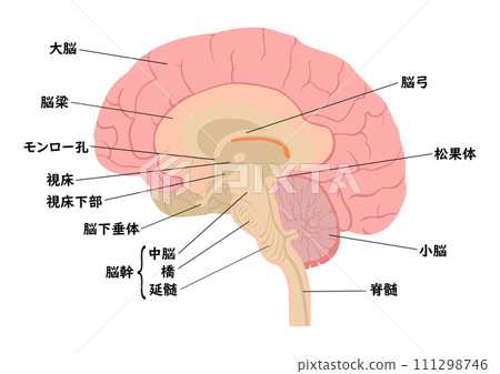 人腦各部分的名稱 111298746