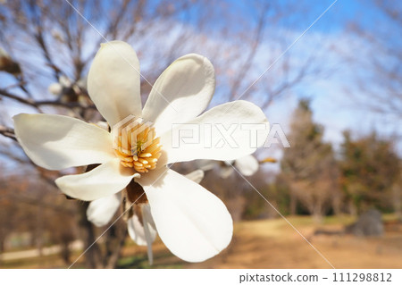 Kobushi flower Kobushi flower 111298812