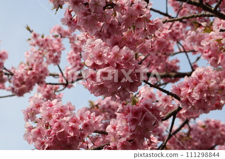 Kawazu-sakura full bloom, now in full bloom Kawazu-sakura full bloom, now in full bloom 111298844