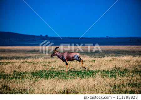 Topi African Antelope Thomsons Gazelle Wildlife Animals Mammals Savanna Grassland Wilderness Freat Rift Valley Maasai Mara National Game Reserve Park Narok County Kenya East Africa Landscapes  111298928