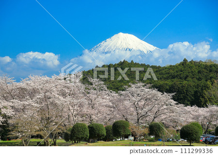 從靜岡縣富士市岩本山公園眺望盛開的櫻花和富士山 111299336