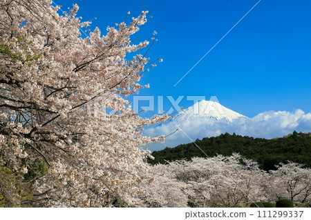 Full bloom cherry blossoms and Mt. Fuji seen from Iwamotoyama Park, Fuji City, Shizuoka Prefecture 111299337
