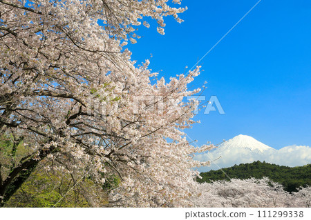 從靜岡縣富士市岩本山公園眺望盛開的櫻花和富士山 111299338