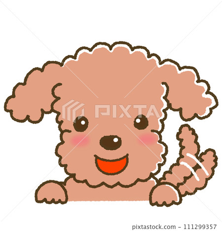 玩具貴賓犬帶著快樂的表情 玩具貴賓犬帶著快樂的表情 111299357