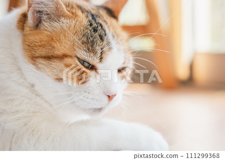 Domestic cat relaxing indoors Domestic cat relaxing indoors 111299368