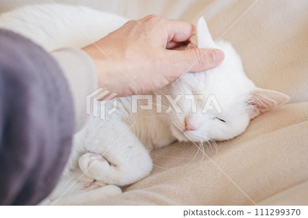 Domestic cat relaxing indoors Domestic cat relaxing indoors 111299370