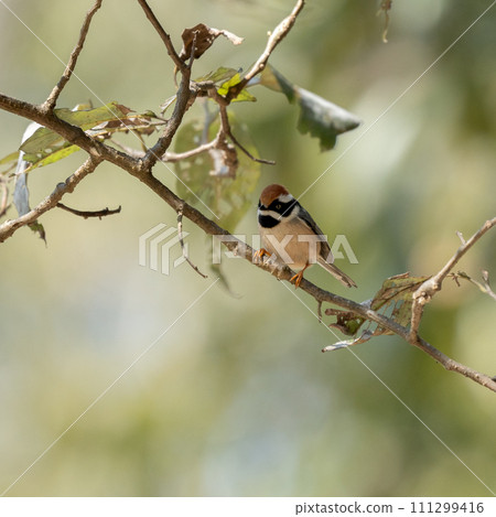 Black Throated Tit Black Throated Tit 111299416