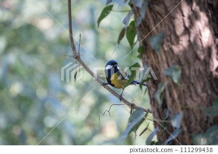 Green Back Tit Green Back Tit 111299438