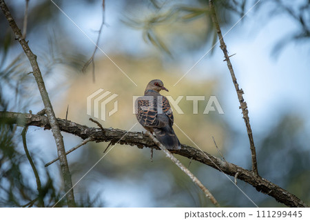 Oriental Turtle Dove Oriental Turtle Dove 111299445