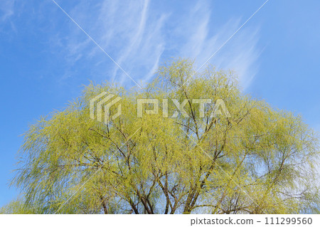 Willow bud 111299560