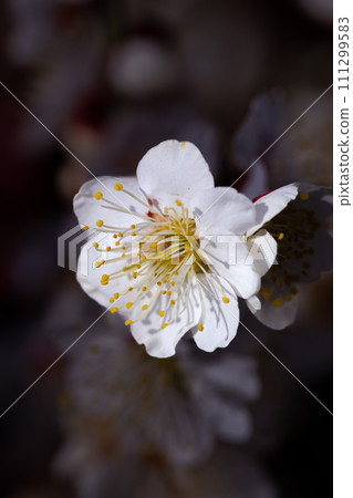 春天盛開的花:梅花、白梅 春天盛開的花:梅花、白梅 111299583