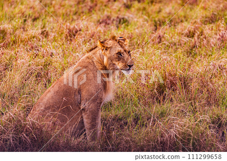 Lion Lioness Cub King of the jungle Wildlife Animals Mammals Savanna Grassland Wilderness Freat Rift Valley Maasai Mara National Game Reserve Park Narok County Kenya East Africa Landscapes  111299658