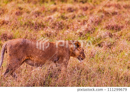 Lion Lioness Cub King of the jungle Wildlife Animals Mammals Savanna Grassland Wilderness Freat Rift Valley Maasai Mara National Game Reserve Park Narok County Kenya East Africa Landscapes  111299679