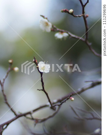 Close-up of a single white plum flower on a branch (single white plum flower) Close-up of a single white plum flower on a branch (single white plum flower) 111299696