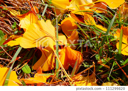 Autumn sunshine and ginkgo leaves Autumn sunshine and ginkgo leaves 111299820