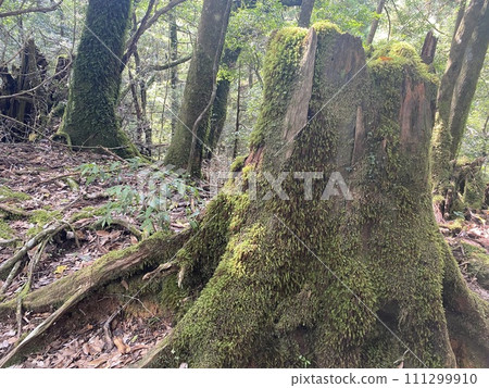 Stump of the forest Stump of the forest 111299910