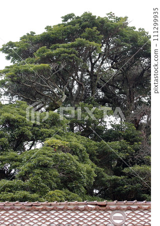 Landscape with trees Landscape with trees 111299935