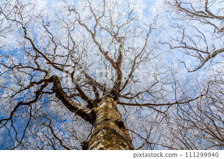 富士山水月附近的白霜 111299940