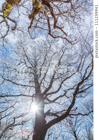 富士山水月附近的白霜 富士山水月附近的白霜 111299941