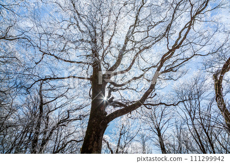 富士山水月附近的白霜 111299942