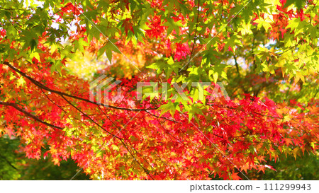 日本的紅葉景色栩栩如生 111299943