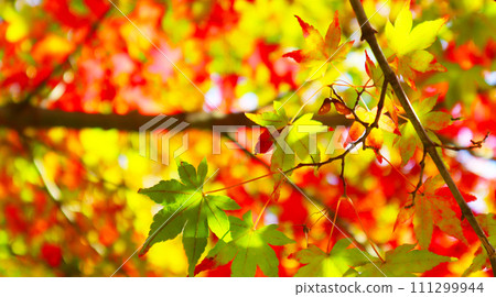 日本的紅葉景色栩栩如生 日本的紅葉景色栩栩如生 111299944