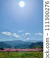 春天，桃花滿山，桃花盛開 111300276