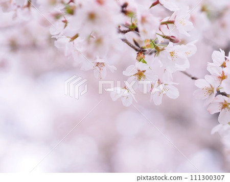 Cherry blossoms in full bloom 111300307