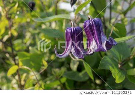 兩隻可愛的鐘形鐵線蓮【蘇菲】 111300371