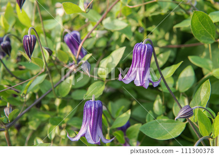 Close-up of bell-shaped clematis flowers and buds [Sophie] 111300378