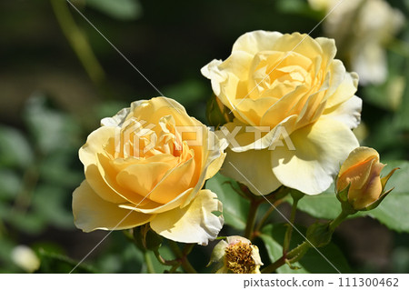 Graham Thomas 111300462