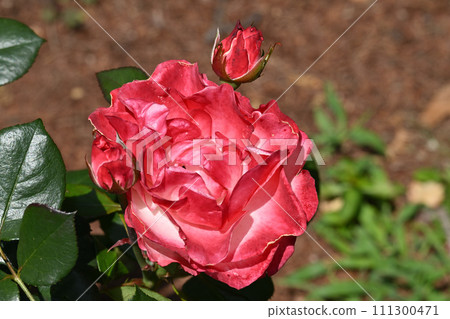 懷舊玫瑰 111300471