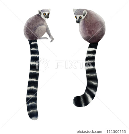 Watercolor lemurs sitting illustration set. Hand drawn cute tropical monkey from Madagascar with long tail Watercolor lemurs sitting illustration set. Hand drawn cute tropical monkey from Madagascar with long tail 111300533