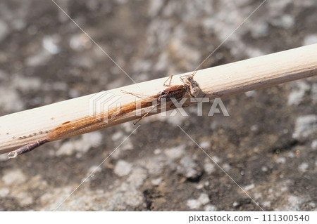 大津博（男） 111300540