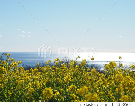 A field of rape blossoms overlooking the blue sea 111300565