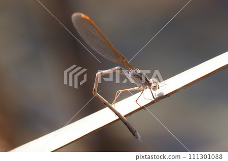 Otsumenbo (male) 111301088