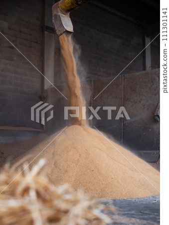Supply pipe pouring maize germ meal onto pile in warehouse 111301141