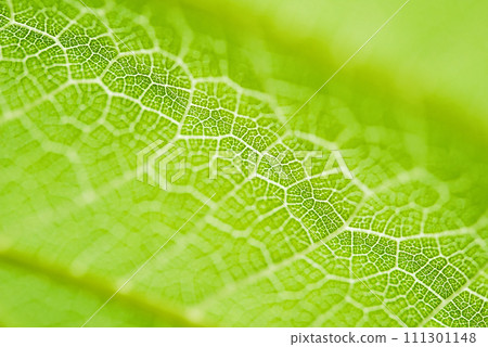 Extreme close up texture of leaf veins. backlight fresh green Leaf. morning sunlight with copy space as background natural green plants landscape, ecology, fresh wallpaper concept. macro Extreme close up texture of leaf veins. backlight fresh green Leaf. morning sunlight with copy space as background natural green plants landscape, ecology, fresh wallpaper concept. macro 111301148
