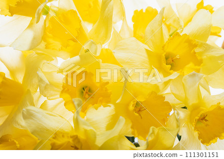 Yellow flowers daffodils background. Bouquet of yellow narcissus or daffodil Greeting Card for Mothers Day, Birthday, March 8. Yellow flowers daffodils background. Bouquet of yellow narcissus or daffodil Greeting Card for Mothers Day, Birthday, March 8. 111301151