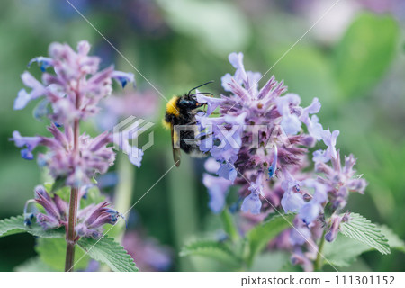 Honey bee pollinates lavender flowers. Plant decay with insects., sunny lavender. Lavender flowers in field. Soft focus, Close-up macro image wit blurred background. Honey bee pollinates lavender flowers. Plant decay with insects., sunny lavender. Lavender flowers in field. Soft focus, Close-up macro image wit blurred background. 111301152