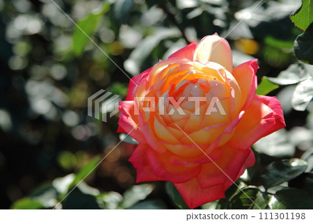 Arao City Ominous Citizen Flower Bed Rose Flower, Arao City Ominous Citizen Flower Bed Rose Flower, 111301198