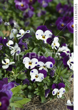 Horned violet Horned violet 111301355