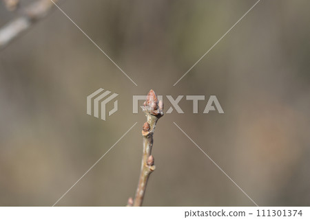 English oak English oak 111301374