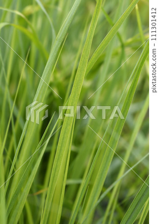 Switch Grass Switch Grass 111301412