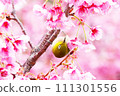 White-eyes come to the early blooming cherry blossoms in search of nectar. White-eyes come to the early blooming cherry blossoms in search of nectar. 111301556