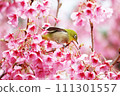 White-eyes come to the early blooming cherry blossoms in search of nectar. White-eyes come to the early blooming cherry blossoms in search of nectar. 111301557