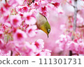 White-eyes come to the early blooming cherry blossoms in search of nectar. White-eyes come to the early blooming cherry blossoms in search of nectar. 111301731