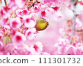 White-eyes come to the early blooming cherry blossoms in search of nectar. White-eyes come to the early blooming cherry blossoms in search of nectar. 111301732