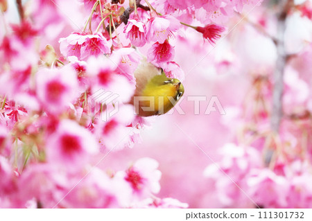 White-eyes come to the early blooming cherry blossoms in search of nectar. White-eyes come to the early blooming cherry blossoms in search of nectar. 111301732